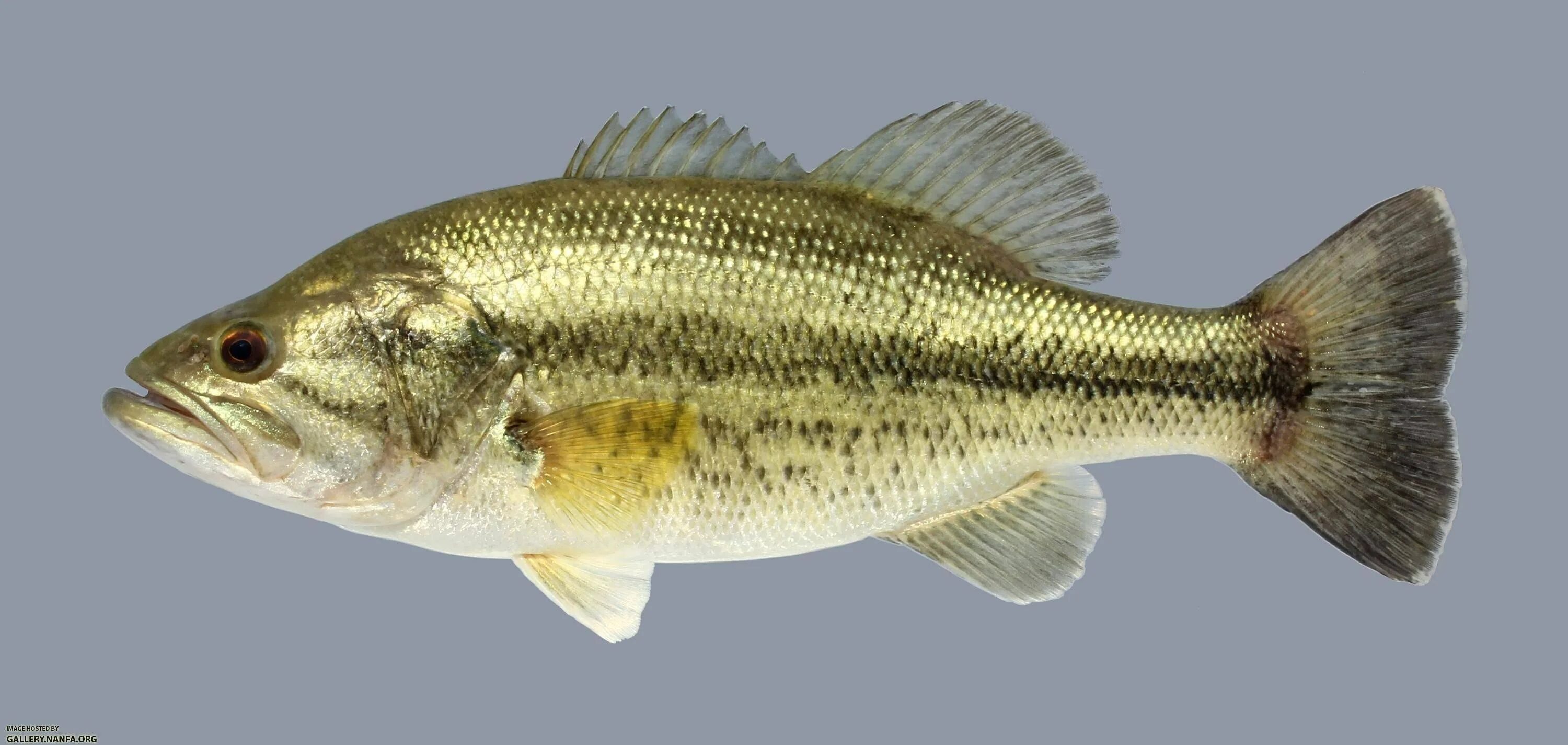 Рыба бас. Большеротый окунь басс. американский большеротый окунь. largemouth bass рыба. американский окунь басс.