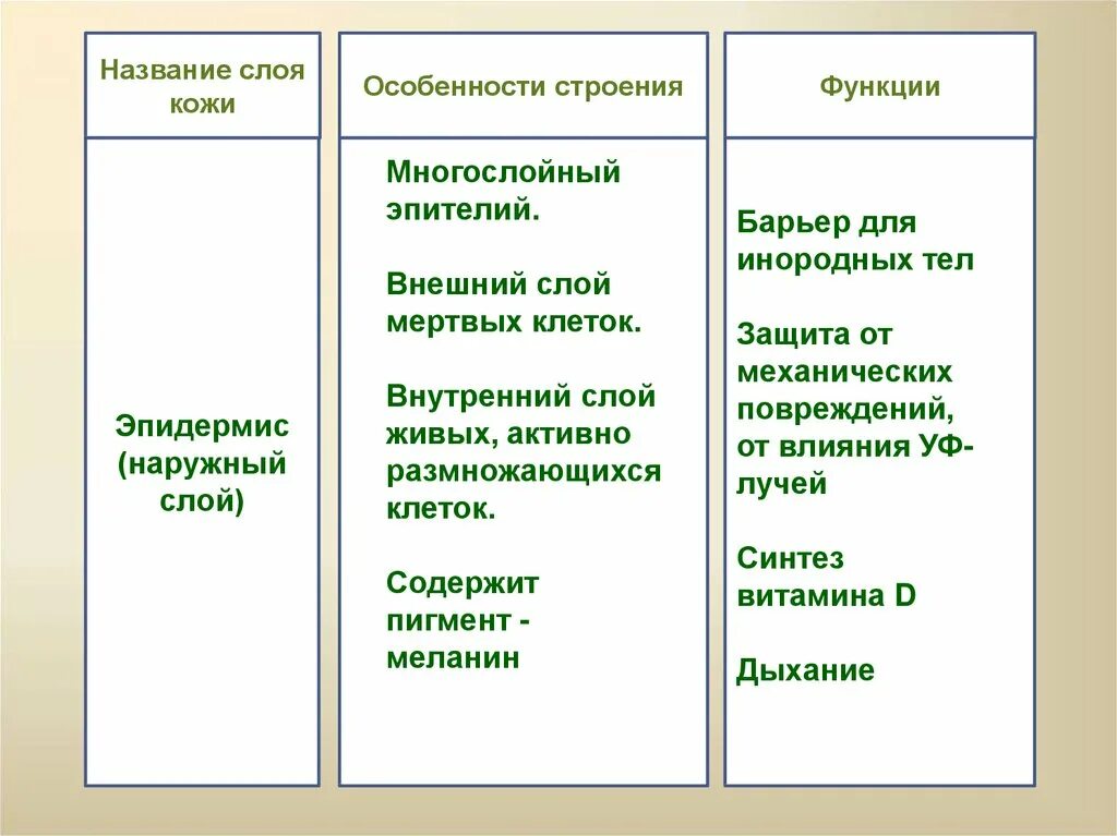 Таблица кожи человека. Слой кожи особенности строения функции. Название слоев кожи строение и функции. Название слоя особенности строения функции. Слои кожи характеристика.