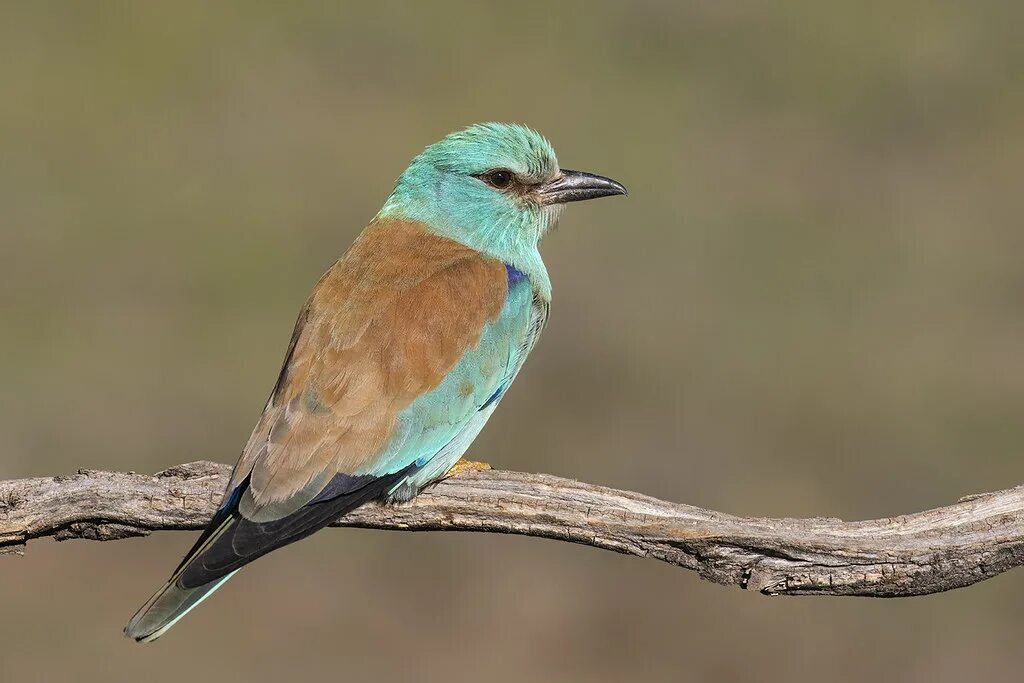 Сизоворонка - coracias garrulus (linnaeus, 1758). Обыкновенная сизоворонка coracias garrulus. Птица сизоворонка сканворд. Птица сизоворонка сканворд. Рыжешапочная сизоворонка.