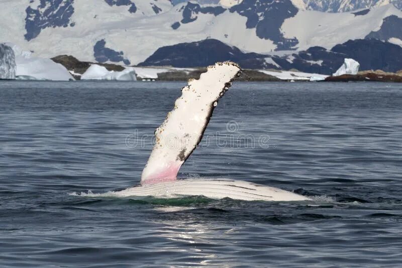 Ласты кита и роющие. Ласты китов. Ласта горбатого кита. Ласты кита фото. Whale Flippers.