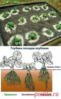 Что добавить в грунт при посадке клубники
