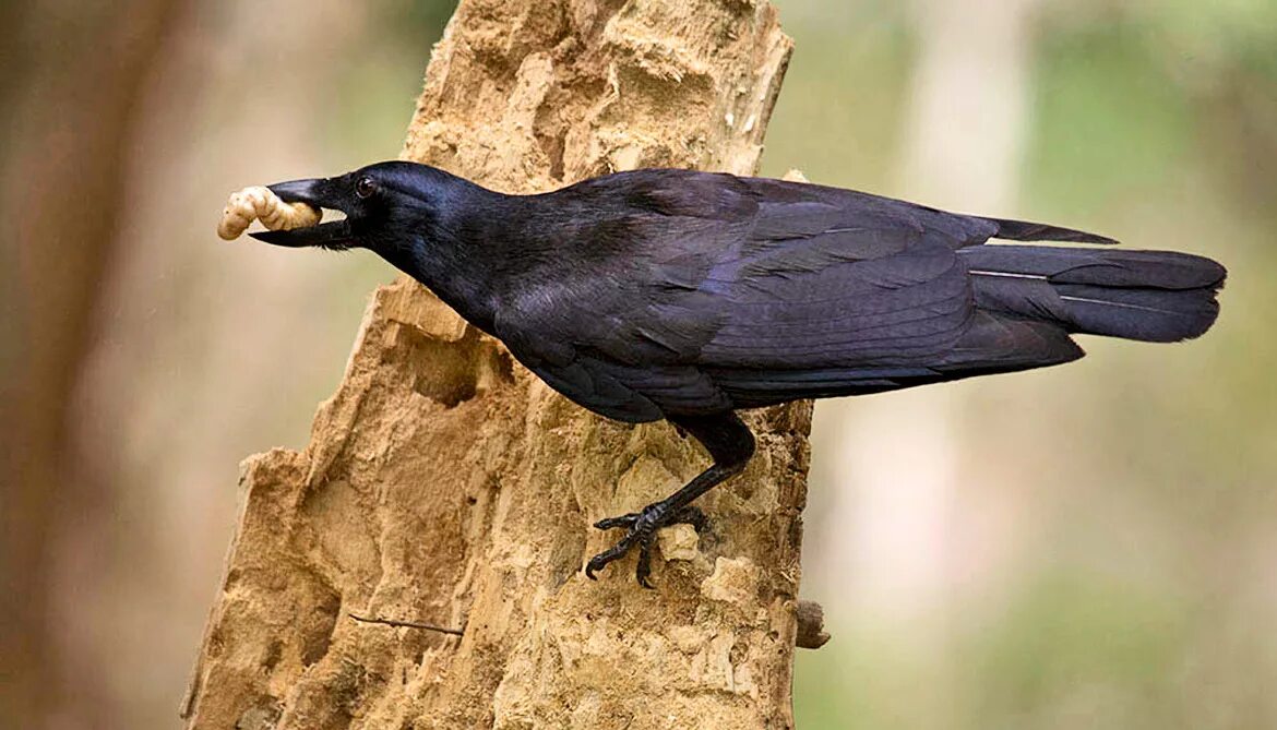 Crow get