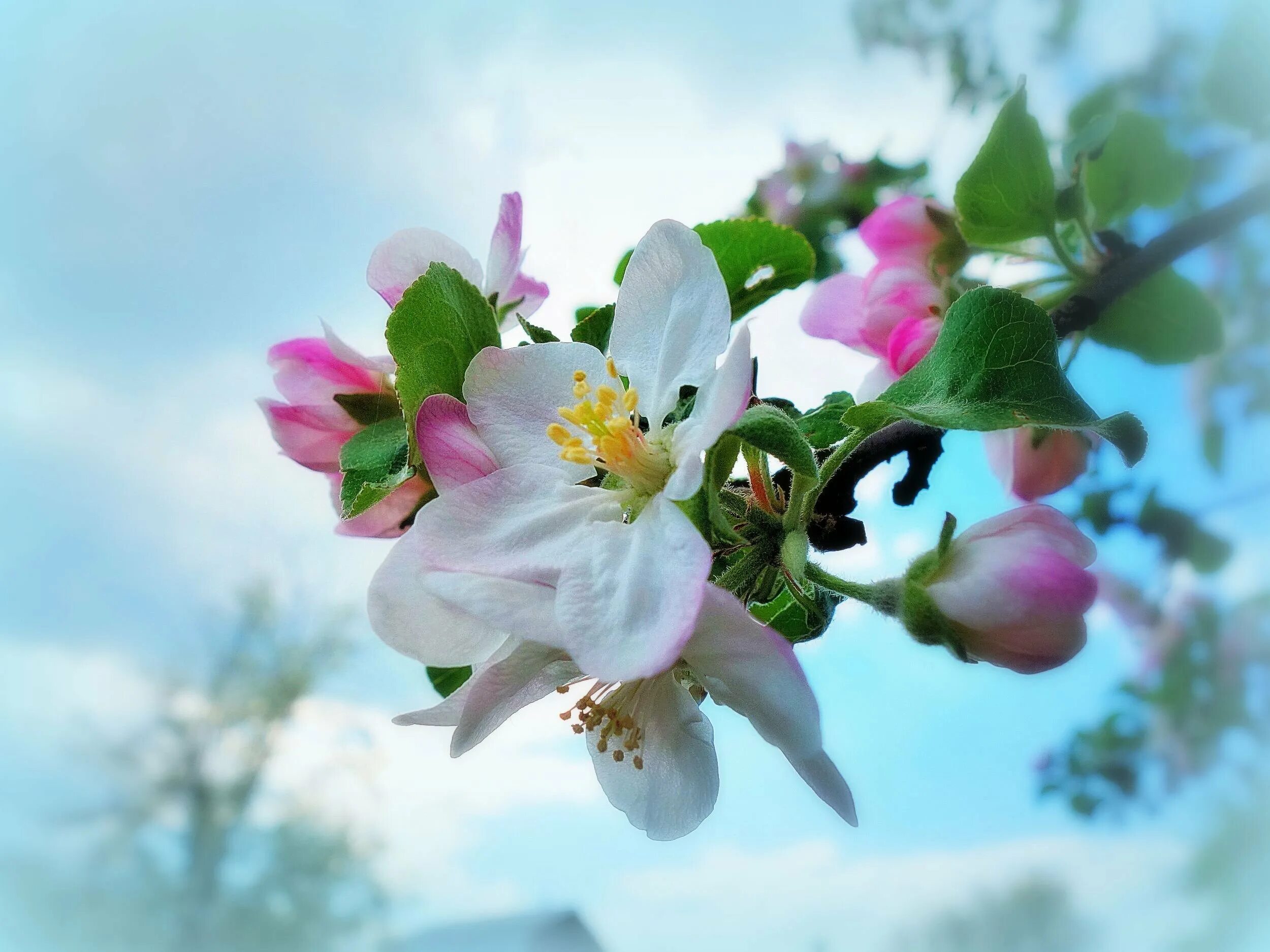 Яблоневый цвет юность. Яблоневый цвет (Malus domestica). Яблоня макинтош цветение. Ветка яблони - Яблоневая ветка. Яблоневый цвет Белокуриха.