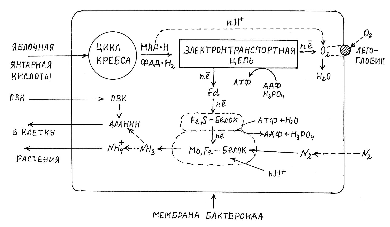 Анаплеротические реакции цикла Кребса биохимия. Анаплеротические реакции цикла лимонной кислоты. Анаплеротические реакции (реакции, пополняющие цитратный цикл).. Малик фермент Анаплеротические реакции. Цитратный цикл