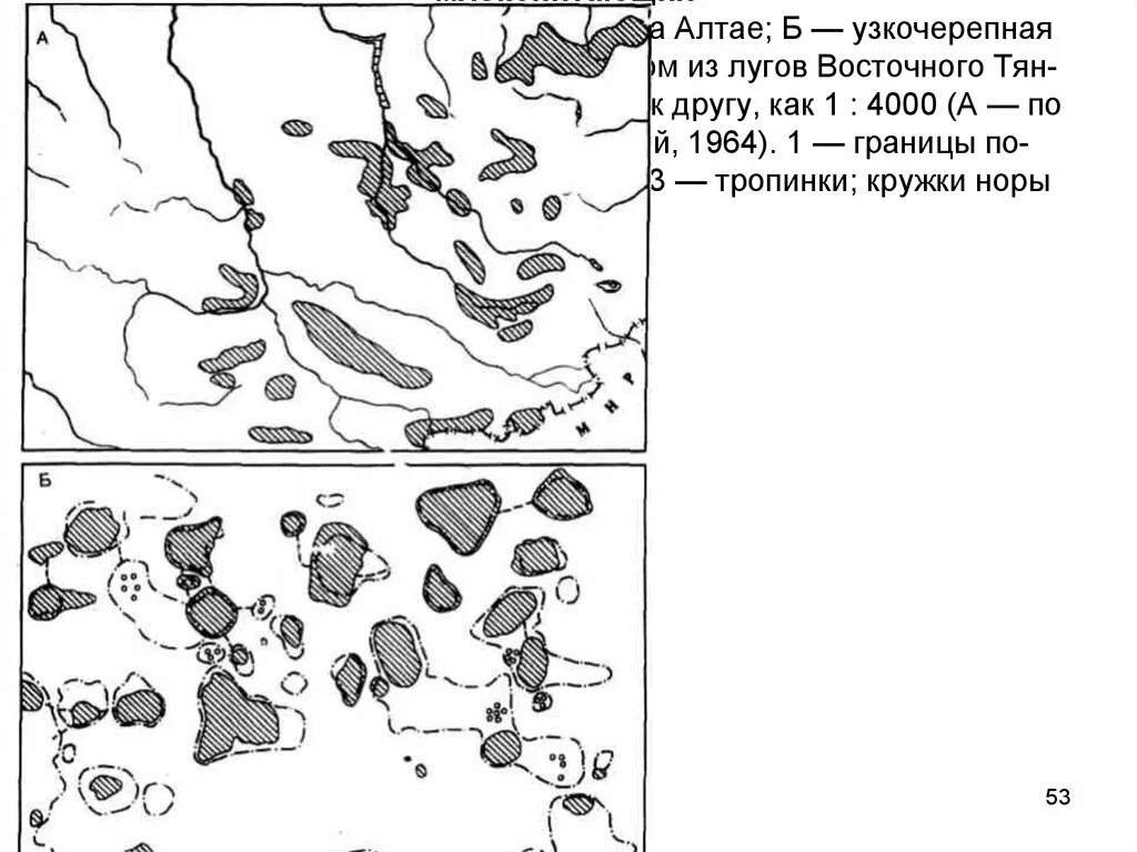 Структура ареала вида. Строение ареала. Строение ареала. Структура ареала. Механизмы формирования ареалов.