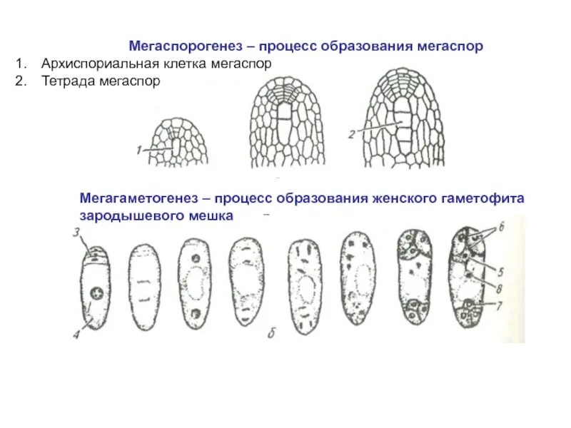 Женский гаметофит зародышевый мешок. Мегаспорогенез у покрытосеменных. Мегаспорогенез и мегагаметогенез. Макрогаметогенез у растений. Мегагаметогенез у цветковых растений.