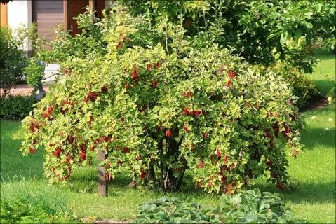 Кустов смородины в саду