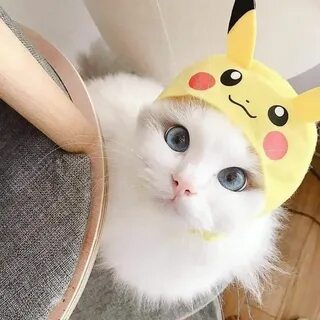 Котик пикачу