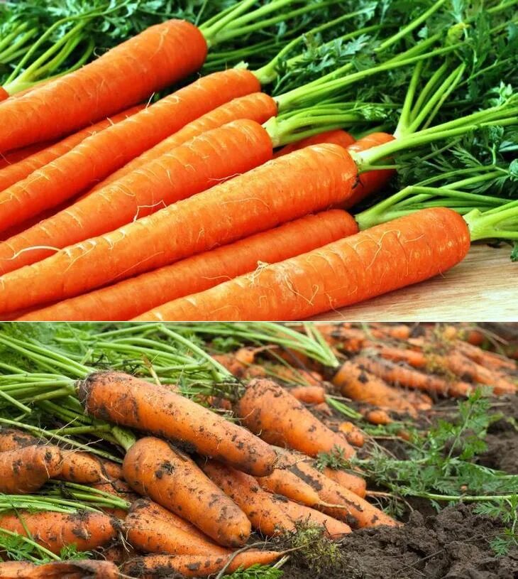 Египетская морковь оптом. Оранжевая морковка. Морковь. Морковь ройал форто. Морковь лагуна f1 описание сорта.
