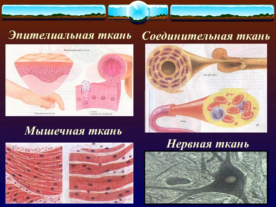 Соединительная мышца. Эпителиальная ткань соединительная ткань мышечная ткань. Соединительная ткань мышечная ткань нервная ткань эпителиальная. Эпителиальные соединительные мышечные ткани. Ткани эпителиальная соединительная мышечная нервная.