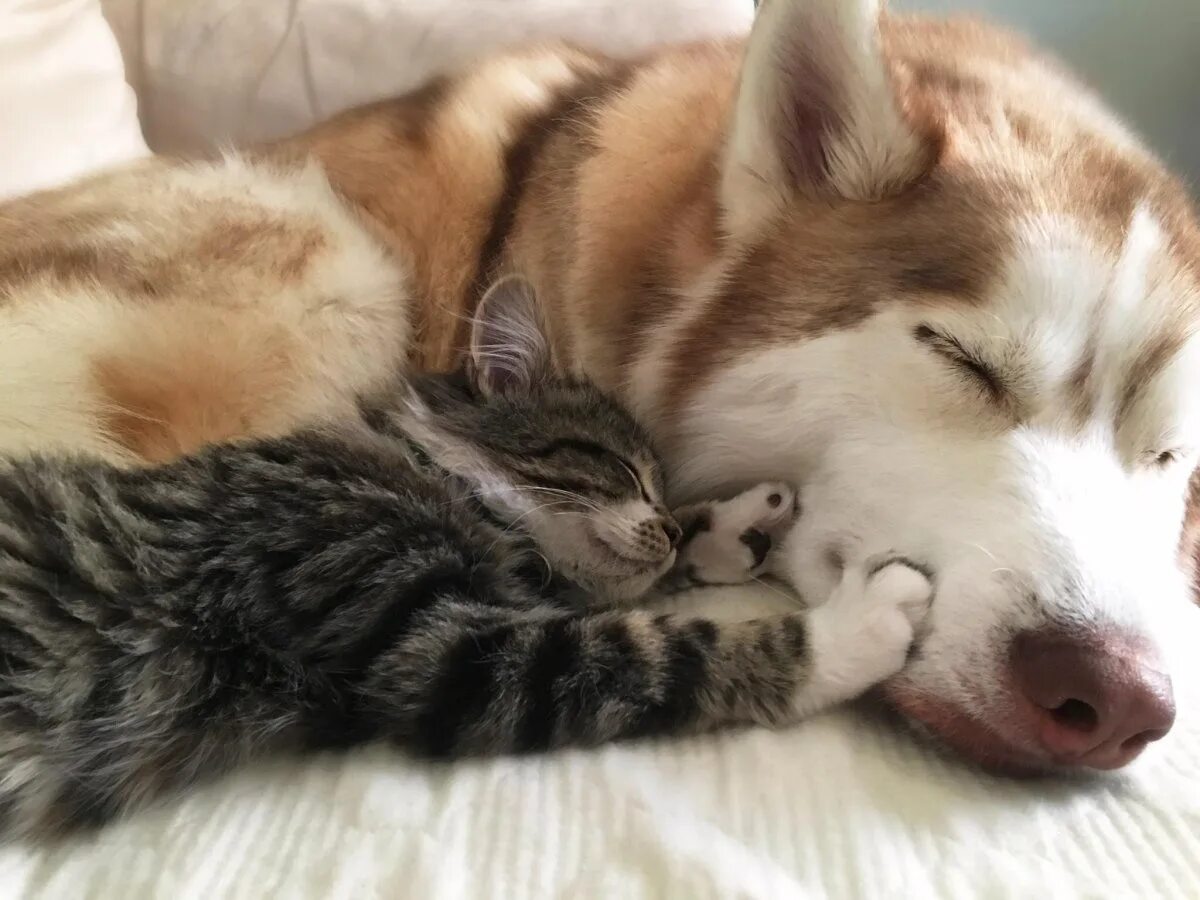 Хаски и кот. Спящие щенки и котята. кот спит на собаке. спящие кошка с собакой. собака и кошка вместе спят.