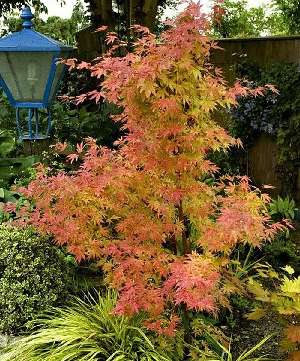 Японский клен Гиннала. Acer palmatum Orange Dream. Клен пальмолистный. Клен веерный краснолистный.