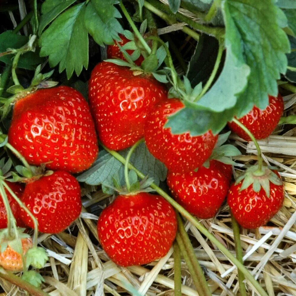 Клубника машенька гигантелла. Земляника садовая сорт азия. Рассада клубники московская область. Рассада клубники московская область. Сорт виктории румба.