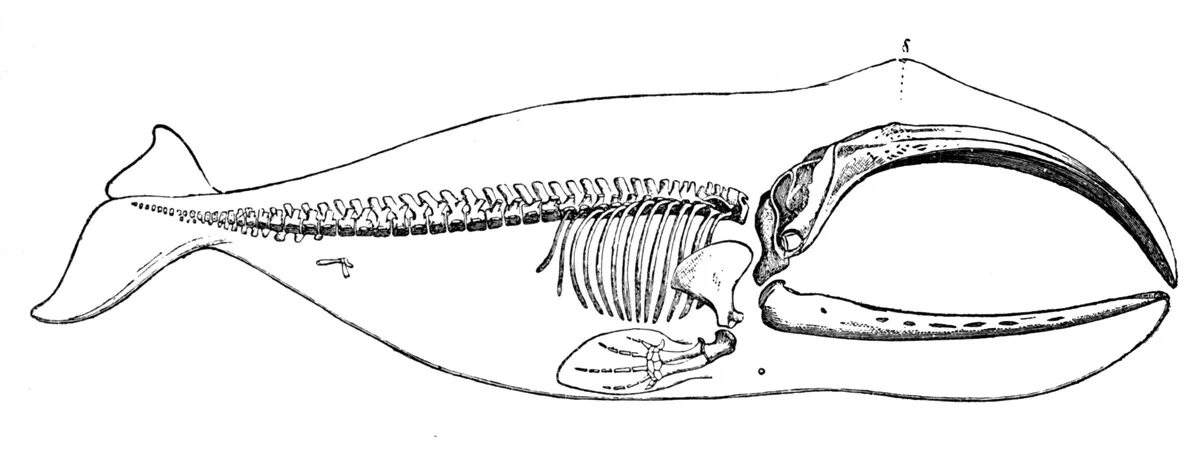 Формула зубов китообразных. Гренландский кит скелет. Скелет герландскогокита. Скелет кита. Строение скелета китообразных.