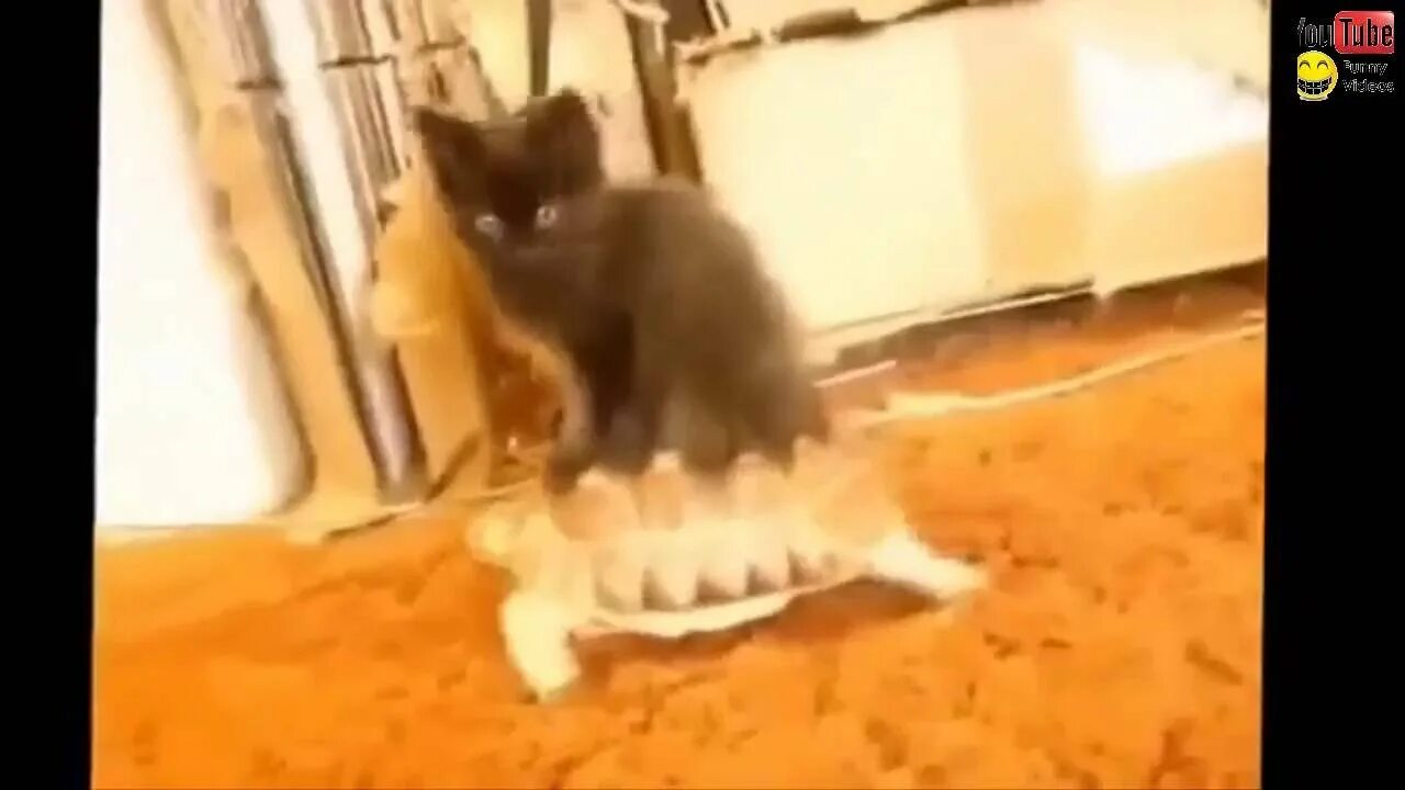 Взорви кошку