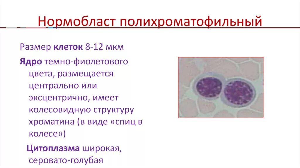 Цитоплазма эритробластов