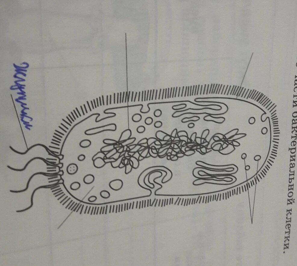 Схема строения бактериальной клетки 5 класс биология. Строение бактериальной клетки 5 класс биология рисунок. Клетка бактерии рисунок для 5 класса биология. Рисунок бактериальной клетки 5 класс биология. Огэ биология бактерии