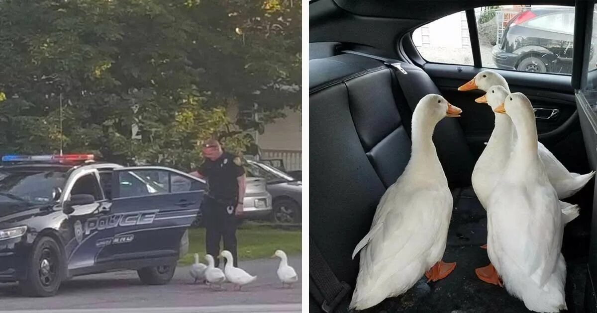 Утиная полиция. Крутой гусь. В агентстве нет уток. Ло ло утка. Птица в мазуте.