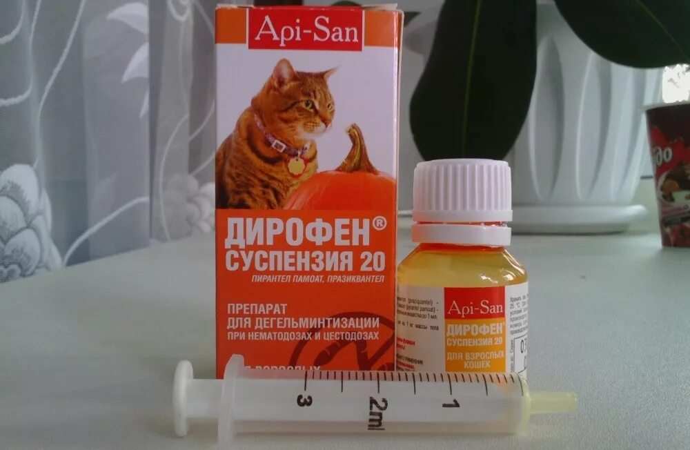 Кот с лекарствами. Препараты против глистов у котенка. Антигистаминные таблетки для кошек. Таблетки от гельминтов для кошек. Что можно кошкам от температуры.