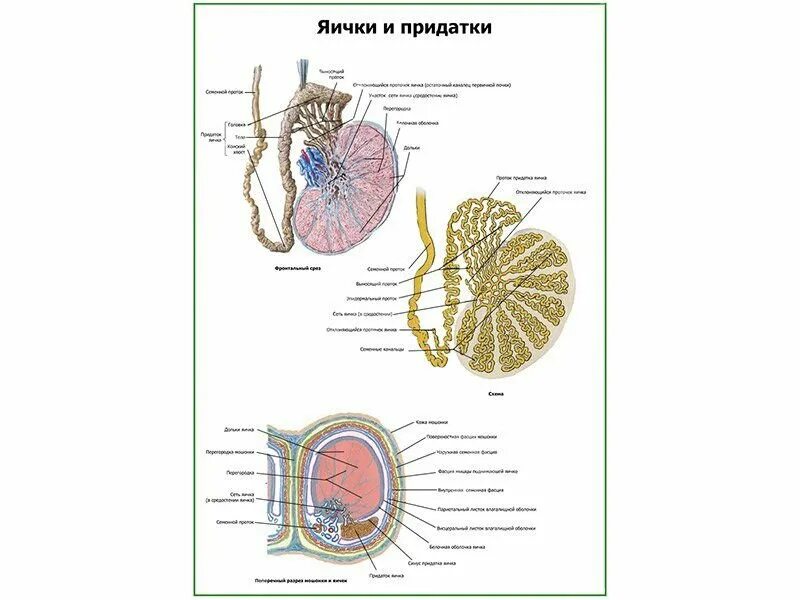 Придаток яичка функции. Придаток яичка. Придаток яичка латынь. Передний край яичка. Плакат яичка анатомия.