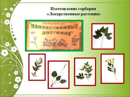 Гербарий список растений