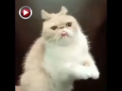 Видео смешные видосики