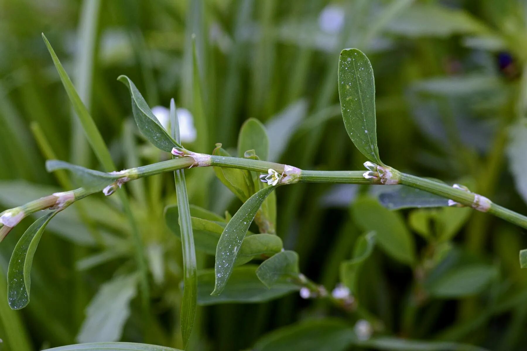 Горец птичий (спорыш) (Polygonum aviculare). Горец птичий (Polygonum aviculare). Спорыш (Горец птичий, трава-топтун). Спорыш птичий. Спориш