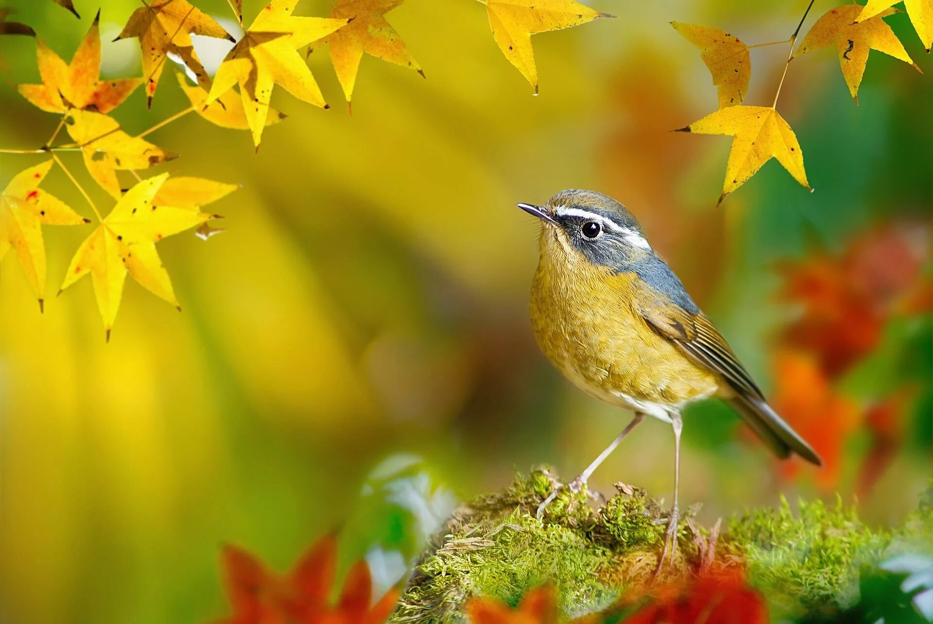 Autumn birds. Белобровый Соловей. Осенние птицы. Птицы в листве. Осень птицы.