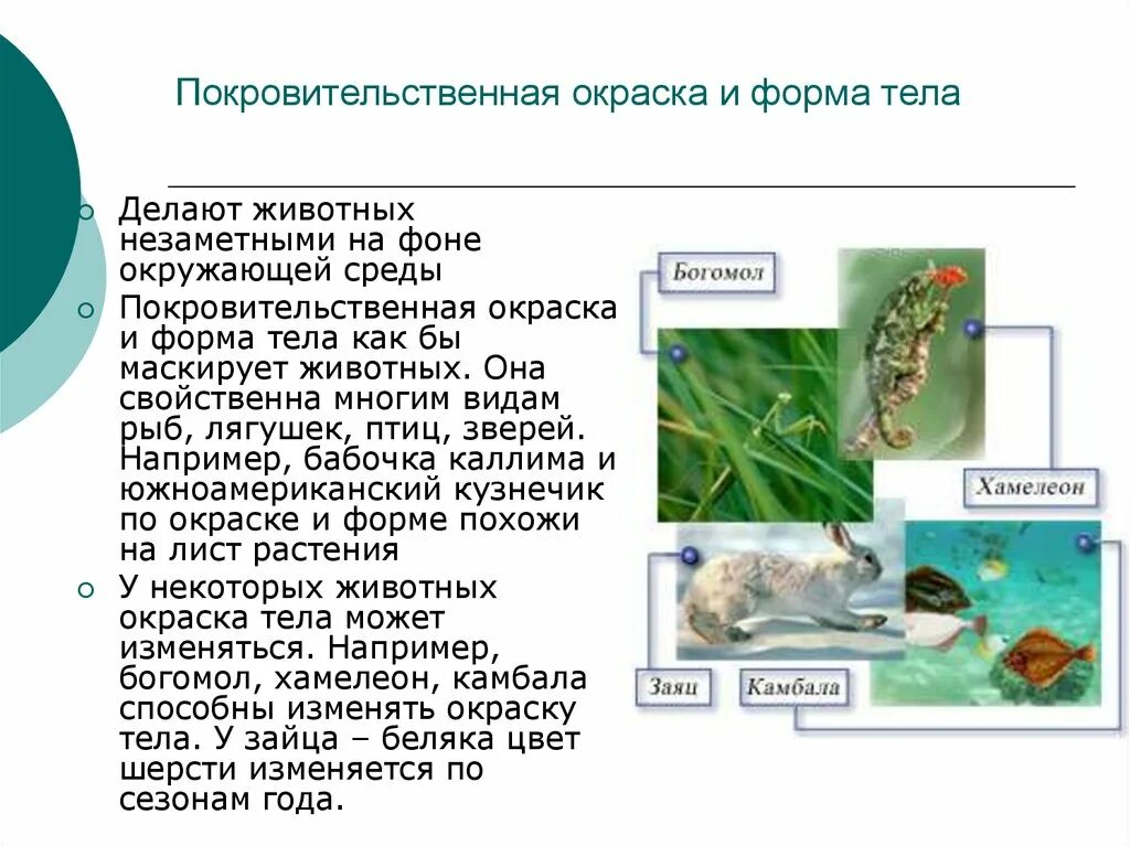 Формы тела животных. Покровительственная окраска и форма тела. покровительственная окраска и форма тела животных. эволюция окраски и формы животных. покровительственная форма тела примеры.