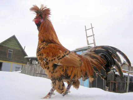 Куры живут