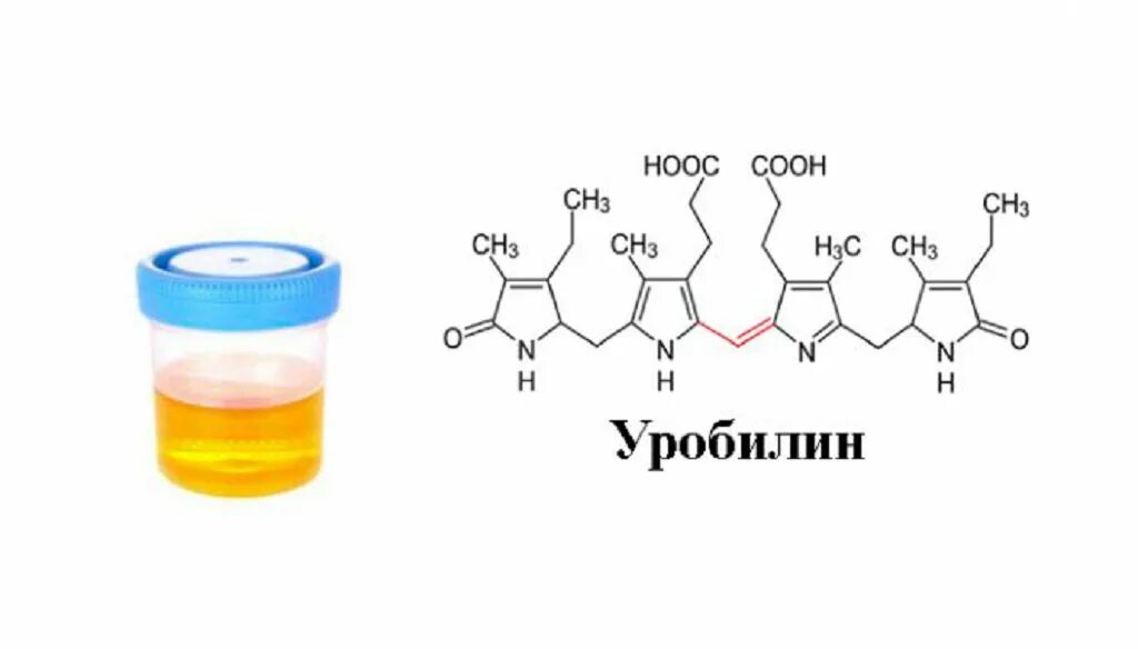 Уробилинурия. Уробилин структурная формула. Уробилин в моче метод. Уробилин 1 +. Уробилин биохимия.