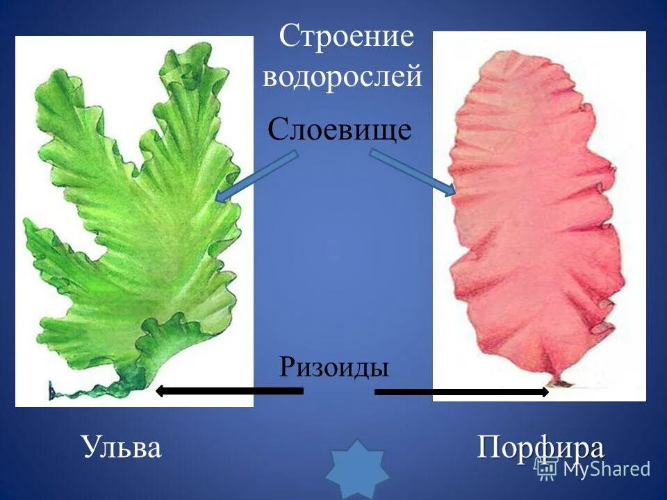 Слоевище ризоиды. Ульва слоевище. Порфира таллом. Таллом водоросли Ульва. Строение водоросли ульвы.