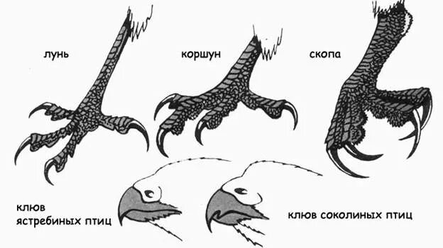 Строение дневных хищных птиц. Дневные Хищные птицы особенности строения. Внешнее строение дневных хищных птиц. Дневные хищники птицы строение.