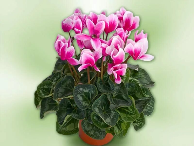 florists cyclamen Deborah Silver & Co.