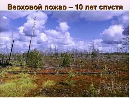 Восстановление экосистем