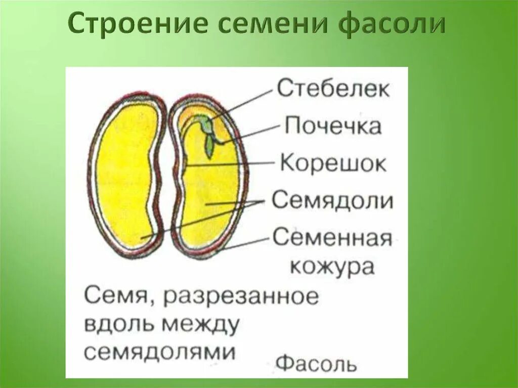 Почечка состоит. Строение семени ботаника. Строение семядоли фасоли. Биология строение семени фасоли. Строение двудольного семени.