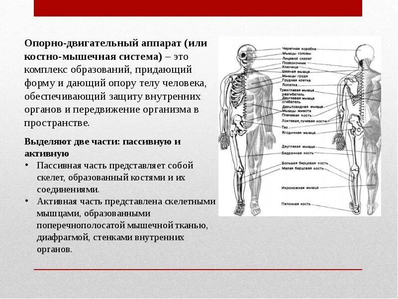 Пассивная часть опорно двигательной. Опорно двигательный аппарат анатомия кратко. Строение системы опорно-двигательного аппарат. Строение и функции опорно двигательного аппарата кратко. Опорный аппарат строение и функции.