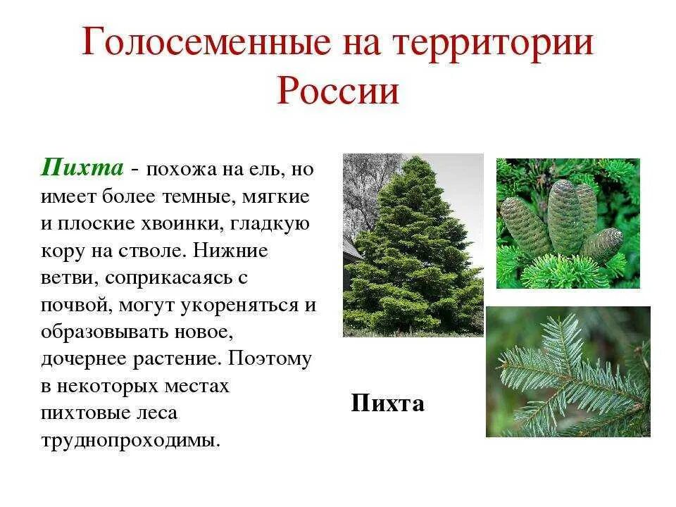 Травы под елью тип взаимоотношений