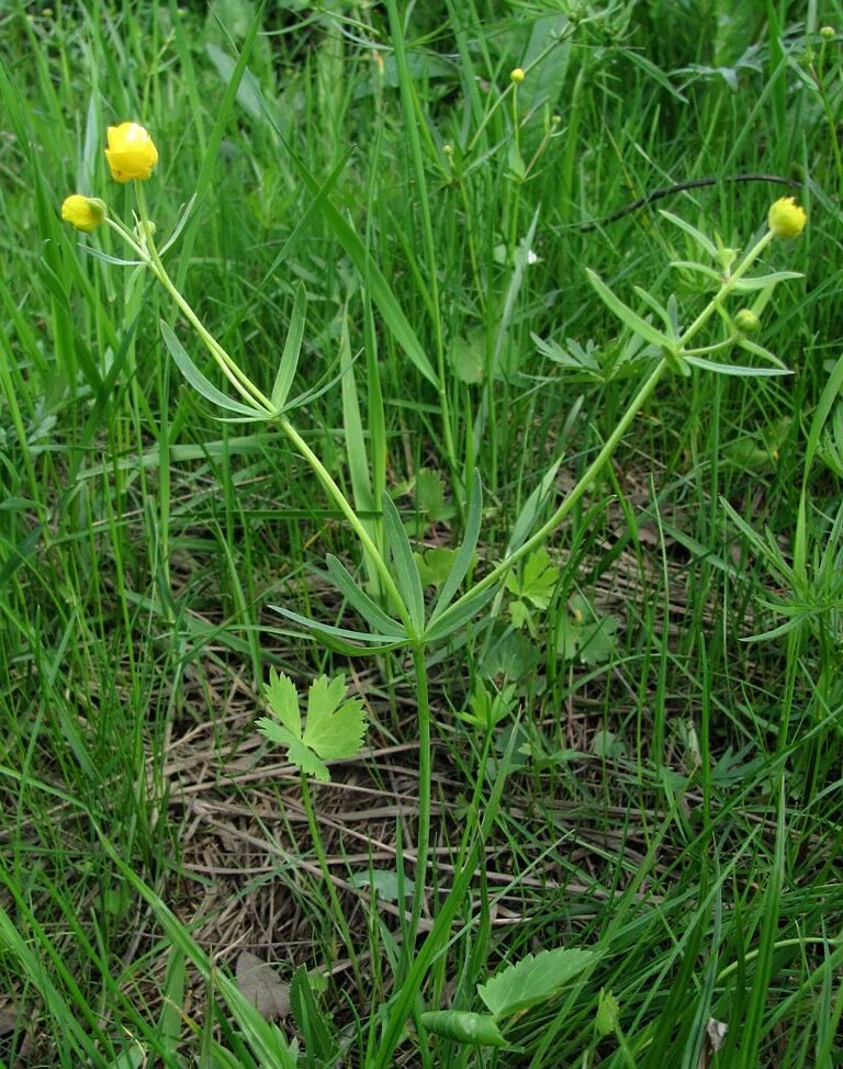 Лютик золотистый. Ranunculus auricomus. Лютик золотистый Лютиковые. Лютик жгучий.