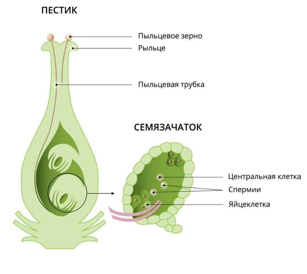 Строение пестика и оплодотворение. Строение пыльцевой трубки. Строение пестика покрытосеменных. Строение пестика клетка.