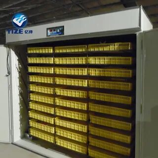1000 яиц
