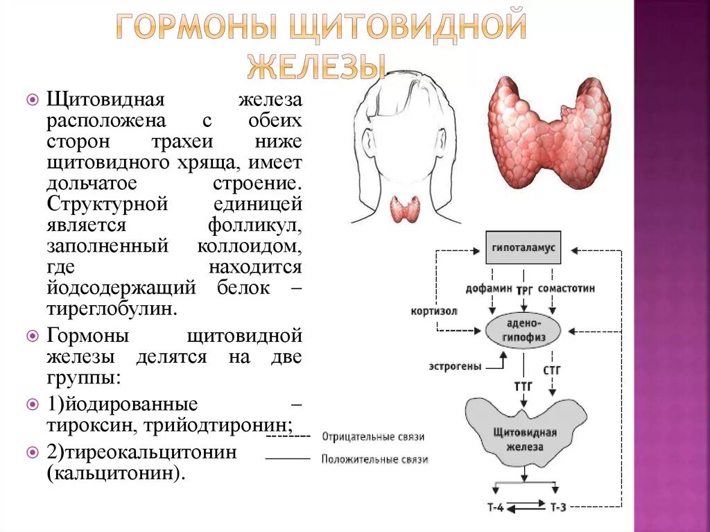 Схема выработки гормонов щитовидной железы. Таблица железа гормон щитовидной железы. Нормальные показатели функции щитовидной железы. Щитовидная железа выделяет гормон. Какие железы вырабатывают тироксин