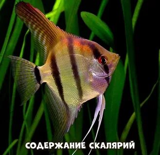Сколько живут скалярии