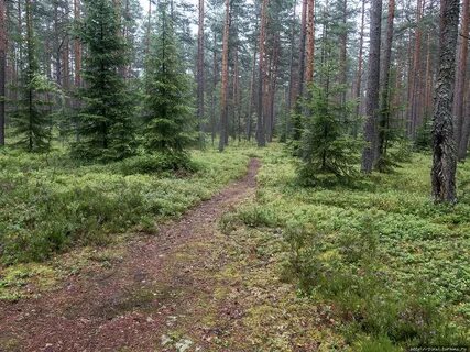 Спб яппиля