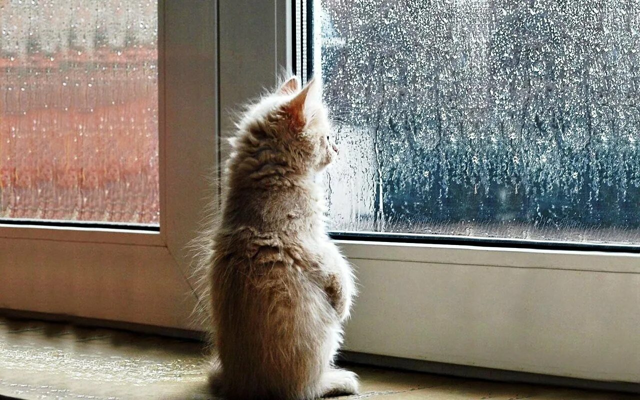 Скучающие картинки. Котенок у окна. Кот грустит у окна. Котенок ждет. Ждет у окна.