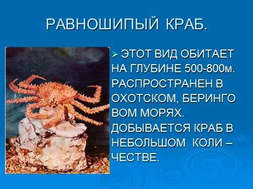 Проект экскурсия в мир простейших Мир океана