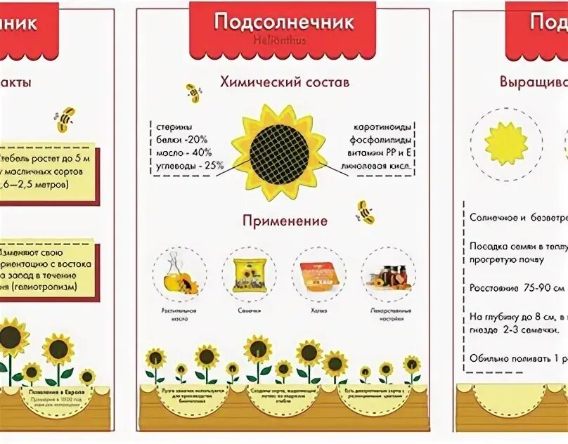Подсолнечные семечки состав. Сколько протеина в семенах подсолнечника. Обнаружение жира в семенах подсолнечника. Семечки подсолнуха витамины и микроэлементы таблица. Семена подсолнечника химический.