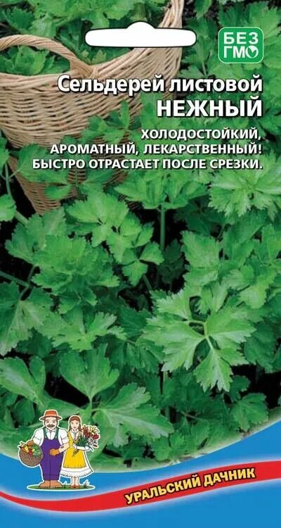 Сельдерей нежный. Сельдерей листовой нежный. Сельдерей листовой нежность. Сельдерей листовой нежный описание.