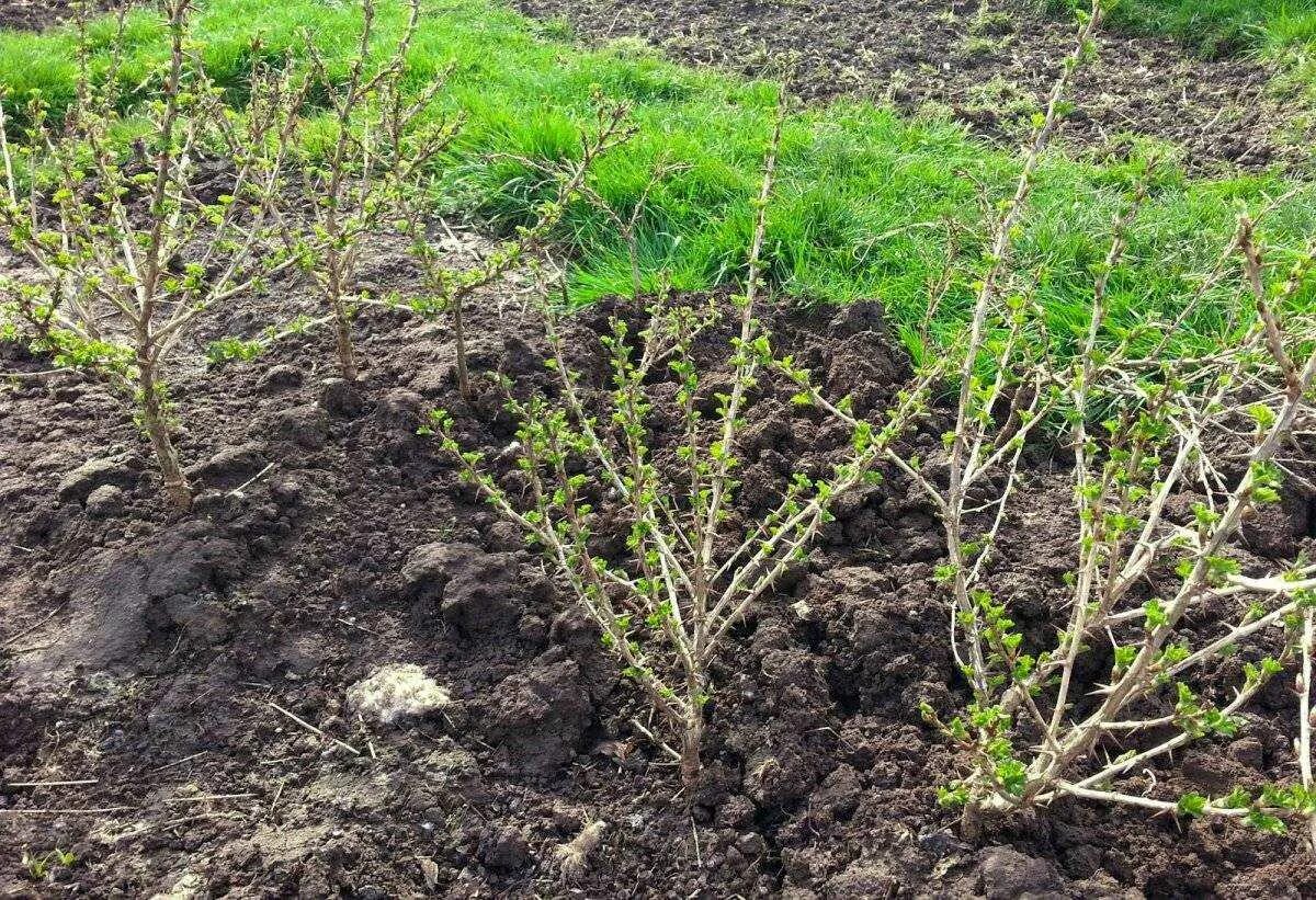 Отводки крыжовника. Крыжовник Черноморец взрослый куст. Куст крыжовника однолетка. Куст красной смородины весной.