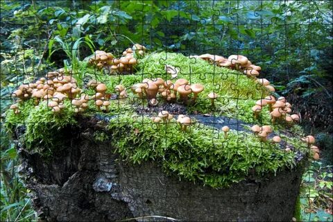 Грибы и лишайники